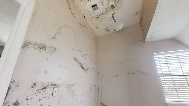 Environmental Consulting for Mold Prevention in Tolleson, AZ