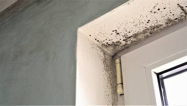 Best Mold-Related Health Consultation  in Tolleson, AZ