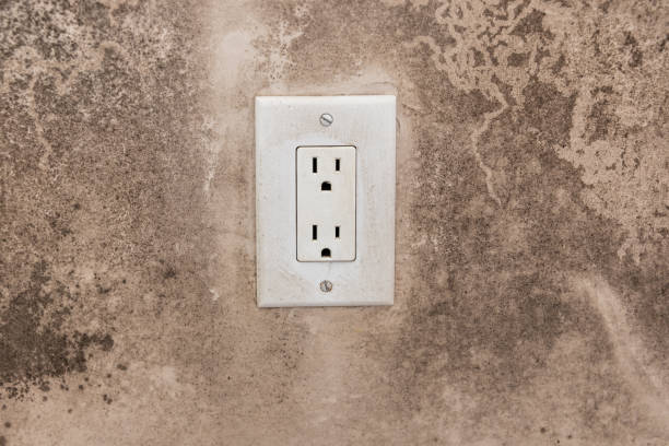 Best Attic Mold Removal  in Tolleson, AZ