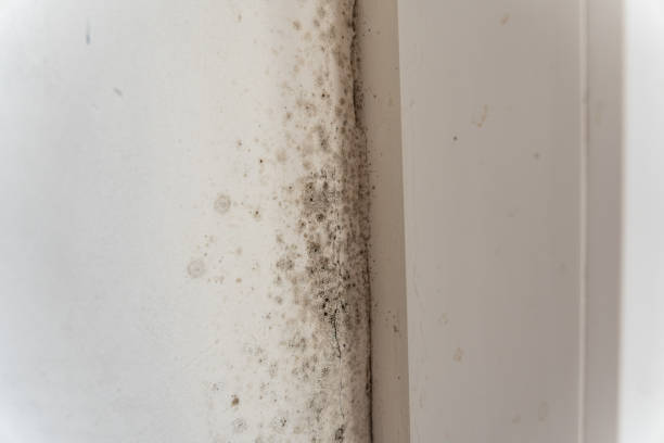 Tolleson, AZ Mold Removal Company