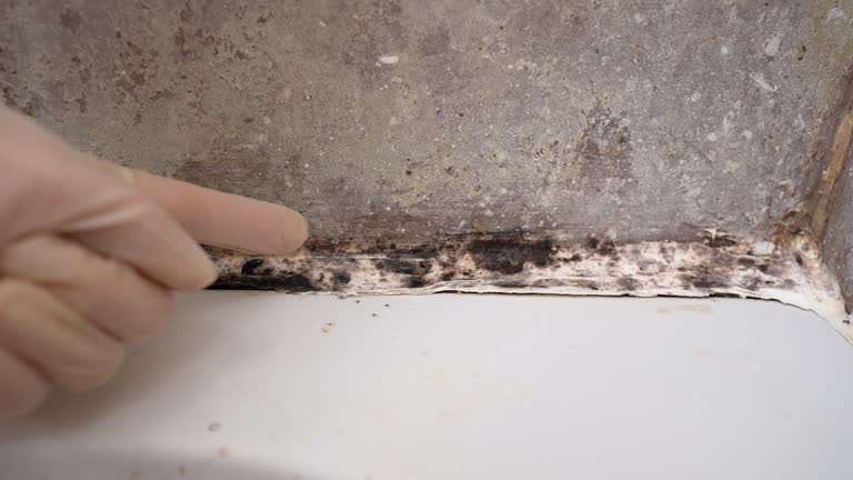 Best Asbestos and Lead Testing During Mold Inspection  in Tolleson, AZ