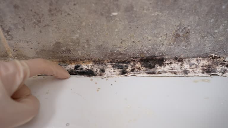 Best Real Estate Mold Inspection  in Tolleson, AZ