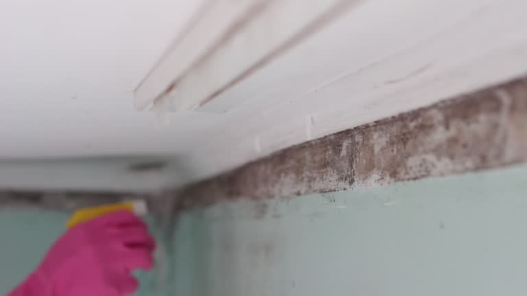 Best Industrial Mold Remediation  in Tolleson, AZ